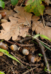acorn  in the autumn forest, close up