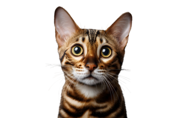 Close up of surprised Bengal cat with big eyes isolated on transparent background