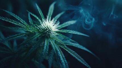 Close-up of vibrant green plant with serrated leaves amidst swirling smoke against a dark background