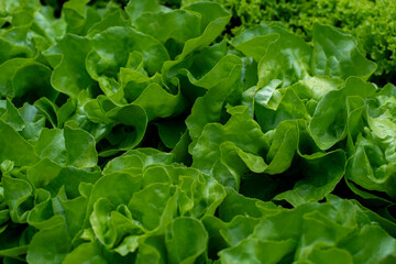 Curly Leaf Lettuce Macro Texture – Fresh Frisée and Bibb Lettuce Close-Up in Vegetable Garden