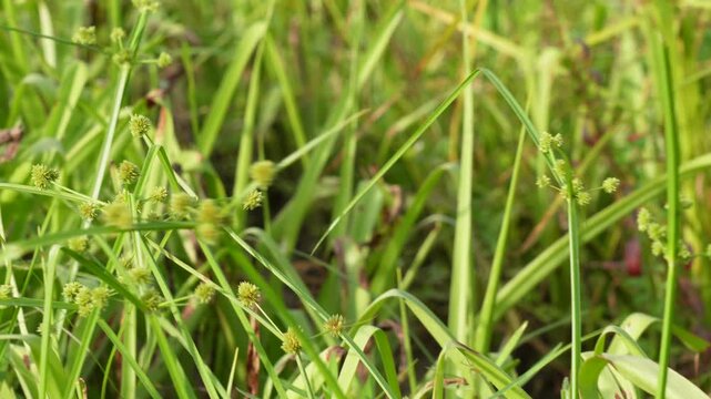 Cyperus difformis is a species of sedge 