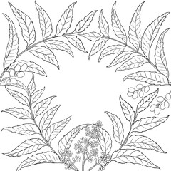 Neem Branch with Flowers, Berries and Leaves Outline Frame. Vector isolated for design or decoration.