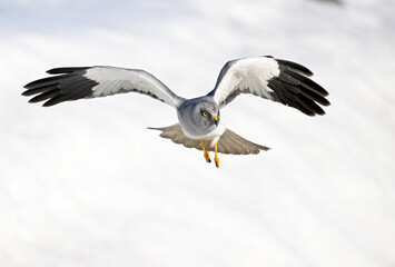 Air Cut Over White (Northern Harrier / aguilucho pálido)