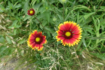 Pair of red and yellow flowers of Gaillardia aristata in June