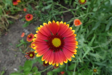 Single red and yellow flower of Gaillardia aristata in June