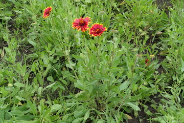 Three red and yellow flowers of Gaillardia aristata in mid June