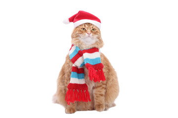 Cute ginger cat PNG wearing a Santa hat and striped scarf, festive Christmas portrait, winter holiday mood, perfect for greeting cards, isolated on white background, studio photo