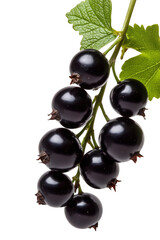 Fototapeta premium Freshly harvested black currants on branch with green leaves and transparent background