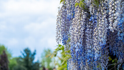 Blue Wisteria Blossom Cascade with Sky and Garden Background