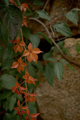 Autumn climbing plants with orange-red leaves on a background of stones.