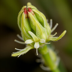 Obraz premium Mouse-Ear Hawkweed (Pilosella officinarum). Budding Capitulum Closeup