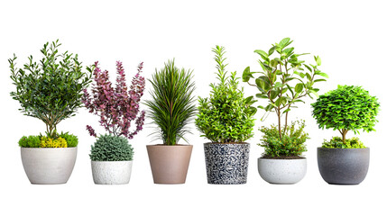 Thriving Potted Plants Showcasing Sustainable Growth and Ecological Harmony Various isolated on a transparent background