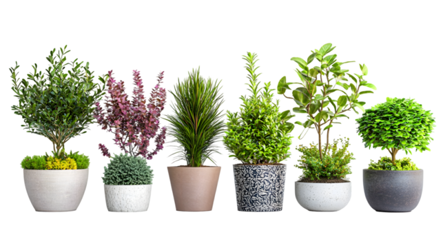 Thriving Potted Plants Showcasing Sustainable Growth and Ecological Harmony Various isolated on a transparent background