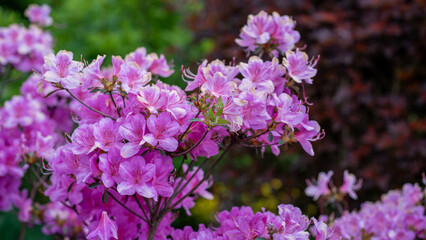Pink Azalea Flowers Blooming with Soft Background