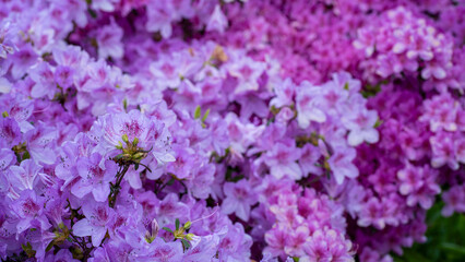 Soft Pink Azalea Flowers Blooming with Shallow Depth of Field