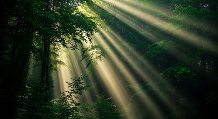 Sunbeams Streaming Through Lush Green Forest Canopy - Nature Photography.
