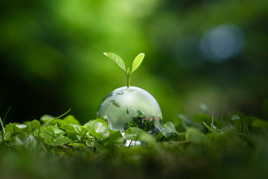 Sustainable Environmental Development concept, small tree on Crystal globe glass in green forest to protect nature. Eco-friendly esg conservation care. Earth clean and ecology, Green business.
