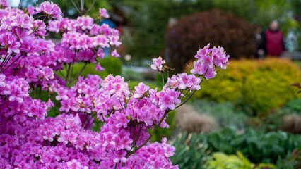 Pink Azalea Bush in Full Bloom in Colorful Spring Garden