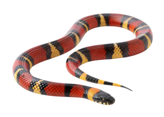 Colorful milk snake isolated on transparent background, a non venomous reptile