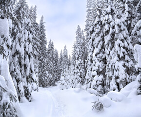 Obraz premium Snow-covered trail through a fir forest in winter