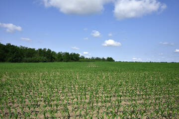 plant in soil, corn leaves, green sprout. Ecology, environmental protection. Greenhouse work. corn seedlings in field, small plants. spring, start of work, agriculture, farmland, agricultural business