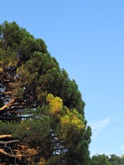 Lush pine tree branches against a clear blue sky, bathed in warm sunlight. A perfect minimal background for text, eco-concepts, or evoking a sense of calm and nature.