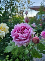 A lush, vintage-style pink rose blooming in a cottage garden at dusk. Ideal for romantic themes, floral arrangements, greeting cards, or beautiful, nature-inspired content.
