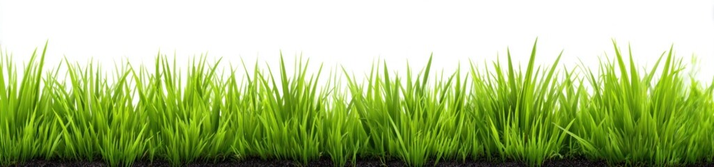 Patch of green grass with soil base against a white background, creating a vibrant natural spring aesthetic