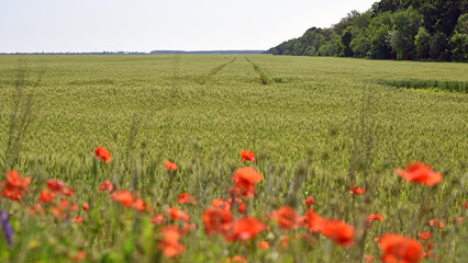 agricultural lands. Beautiful red poppy wild flower in a wheat field. delicate petals of red poppies in the sun. background with poppy flowers. beauty in nature. close-up. spring season, summer time