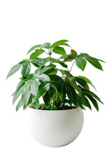 Lush green pachira aquatica plant growing in a stylish white ceramic planter transparent background