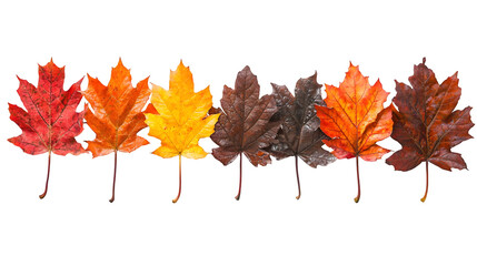 Vibrant Autumn Maple Leaves in Beautiful Fall Colors Scenic natural background featuring isolated on a transparent background
