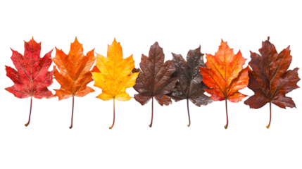 Vibrant Autumn Maple Leaves in Beautiful Fall Colors Scenic natural background featuring isolated on a transparent background