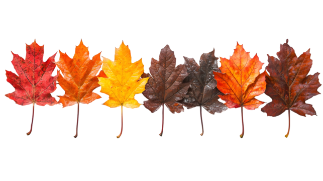 Vibrant Autumn Maple Leaves in Beautiful Fall Colors Scenic natural background featuring isolated on a transparent background