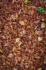 Herbstlaubmuster