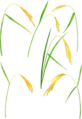 稲穂のイラスト素材 ベクター