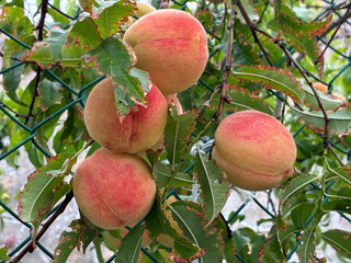 Ripening Peaches on the Branch
