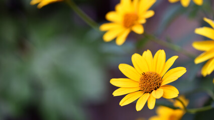 yellow chamomile flowers in the garden. yellow daisy on a beautiful blurred background, close-up. yellow flowers on the flowerbed. floral background. bright chamomile in spring or summer.