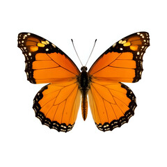 Fototapeta premium Orange Butterfly on White Background A Vibrant Insect Portrait