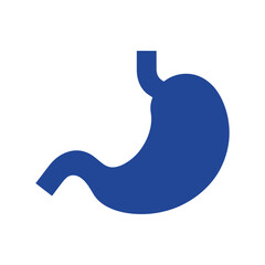Simple flat vector of the human stomach anatomy