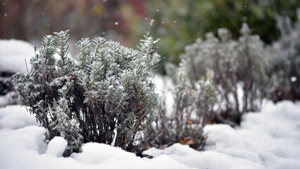 snow on green leaves lavender. Green bushes covered with white snow in a winter frosty park. A bed of green plants under a continuous layer of pure white snow. late autumn or early spring