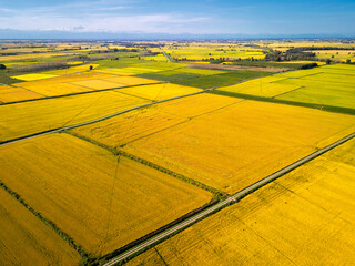 Aerial view photo, taken by a drone, of the paddy fields ready to be harvested in Lomellina, northern Italy. Lomellina is a countryside area between Piedmont and Lombardy Regions (Northern Italy).
