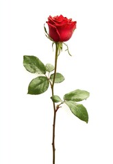 Close-up of a red rose with green leaves isolated on a white background