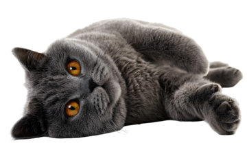 Cute gray cat with amber eyes lying isolated on transparent background