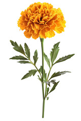 Vibrant yellow marigold flower isolated against a clean transparent background for creative designs