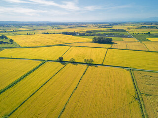 Aerial view photo, taken by a drone, of the paddy fields ready to be harvested in Lomellina, northern Italy. Lomellina is a countryside area between Piedmont and Lombardy Regions (Northern Italy).