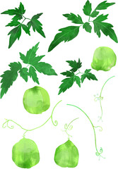 アレンジが自由にできる フウセンカズラのイラスト素材 