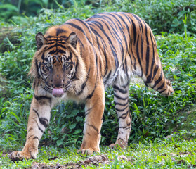 Sumatran Tiger Walking Forward with Tongue Sticking Out Seen from the Front