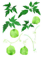 アレンジが自由にできる フウセンカズラのイラスト素材 ベクター　