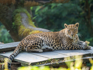 Relaxed Leopard Sitting Comfortably on Wooden Board in Natural Setting