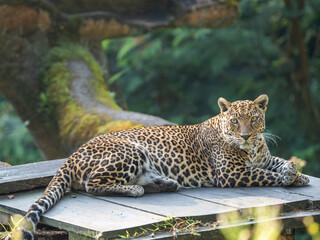 Relaxed Leopard Sitting Comfortably on Wooden Board in Natural Setting